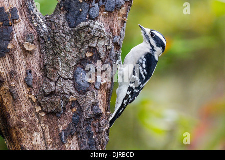 Flauschspecht, Picoides pubescens, im Herbst in McLeansville, North Carolina. Stockfoto