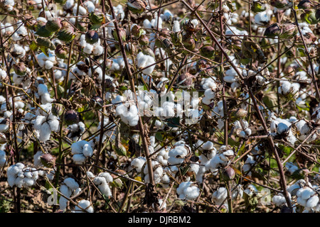 Baumwollfelder in der historischen Shirley Plantation in Virginia. Stockfoto