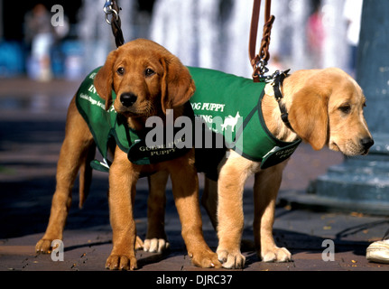 Blindenhund Welpen in der Ausbildung (golden Retriever/gelb Lab Mix) Stockfoto