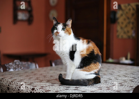 Eine Glückskatze auf einem Tisch. Stockfoto