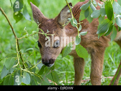 Fawn / Capreolus Capreolus Stockfoto