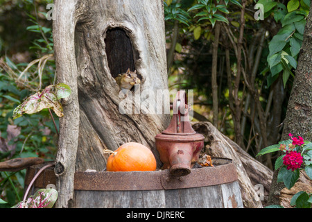 Eastern Chipmunk, Tamias striatus, Sammeln von Nüssen im Herbst in McLeansville, North Carolina. Stockfoto