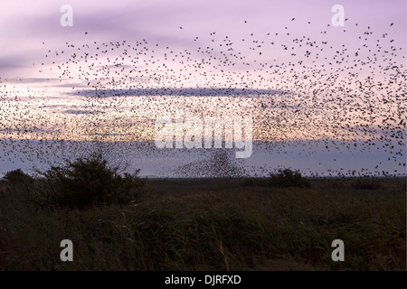 Stare, Dänemark, Europa / Sturnus Vulgaris Stockfoto