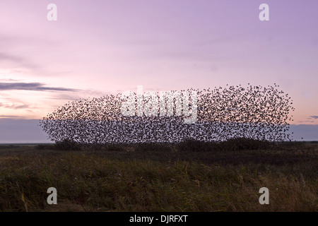 Stare, Dänemark, Europa / Sturnus Vulgaris Stockfoto