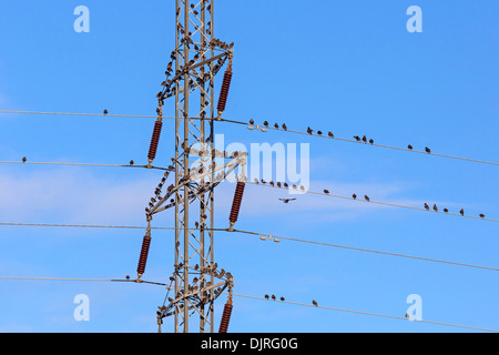 Stare sitzen auf einem Power Pole, Dänemark, Europa / Sturnus Vulgaris Stockfoto