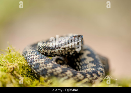 Kreuzotter (Vipera Berus) Erwärmung sein Körper zusammengerollt. Stockfoto