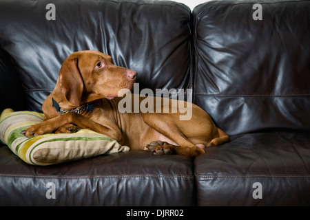 Magyar Vizsla Hund mit Pfoten gekreuzt saß auf sofa Stockfoto