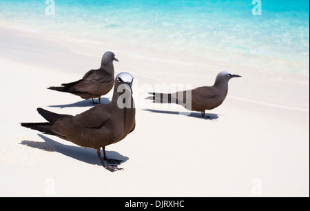 Gemeinsame Schlankschnabelnoddies (Anous Stolidus) an einem Strand am Michaelmas Cay, Great Barrier Reef, Australien Stockfoto