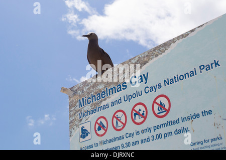 Gemeinsamen Noddy (Anous Stolidus) sitzen auf einem Schild auf Michaelmas Cay, Great Barrier Reef, Australien Stockfoto