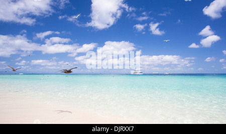 Schönen weißen Sand und kristallklarem Wasser an einem sonnigen Tag am Michaelmas Cay, Great Barrier Reef, Australien Stockfoto