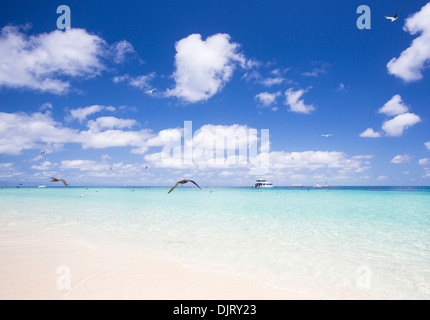 Schönen weißen Sand und kristallklarem Wasser an einem sonnigen Tag am Michaelmas Cay, Great Barrier Reef, Australien Stockfoto