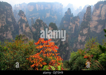 Zhangjiajie National Forest Park, Hunan, China Stockfoto