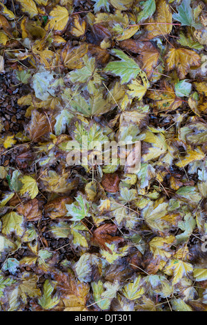 Nasses Laub auf dem Boden Stockfoto