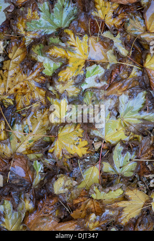 Nasses Laub auf dem Boden Stockfoto