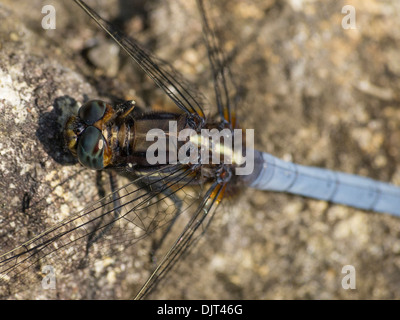 Libelle sitzt auf dem Felsen hautnah, blaue Schweif, Stockfoto