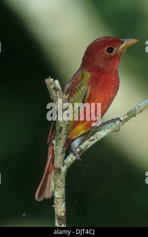 Sommer TANAGER (Piranga Rubra) Männchen in teilweise Häuten 1. Frühjahr Gefieder Louis Smith Wald Heiligtum High Island Texas USA Stockfoto