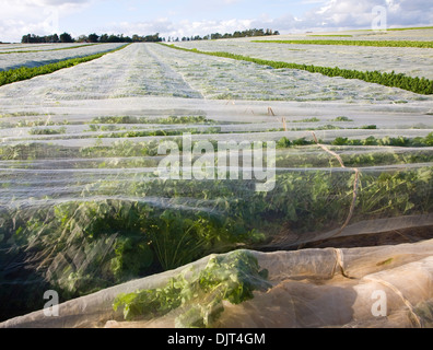 Schützende Schröpfen mit Kohlrabi-Ernte in Feld Hollesley, Suffolk, England Stockfoto