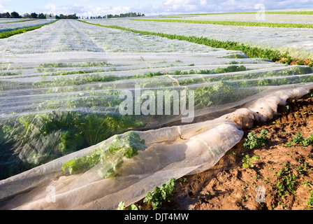 Schützende Schröpfen mit Kohlrabi-Ernte in Feld Hollesley, Suffolk, England Stockfoto