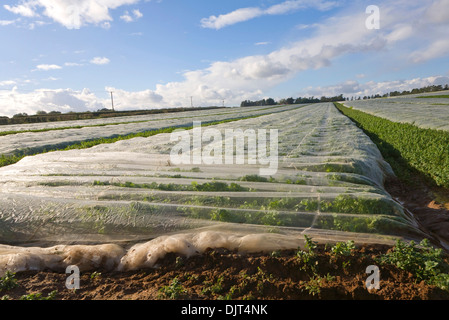 Schützende Schröpfen mit Kohlrabi-Ernte in Feld Hollesley, Suffolk, England Stockfoto