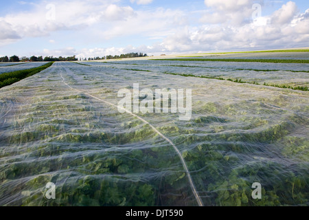 Schützende Schröpfen mit Kohlrabi-Ernte in Feld Hollesley, Suffolk, England Stockfoto