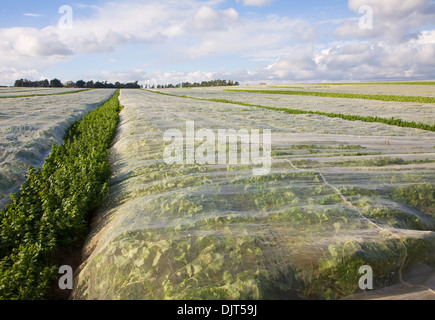 Schützende Schröpfen mit Kohlrabi-Ernte in Feld Hollesley, Suffolk, England Stockfoto