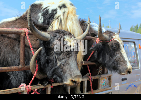 Viehmarkt, Kashgar (Kashi), Kashgar Präfektur, Uigurischen Autonomen Gebiet Xinjiang, China Stockfoto