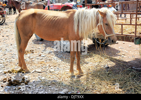 Viehmarkt, Kashgar (Kashi), Kashgar Präfektur, Uigurischen Autonomen Gebiet Xinjiang, China Stockfoto