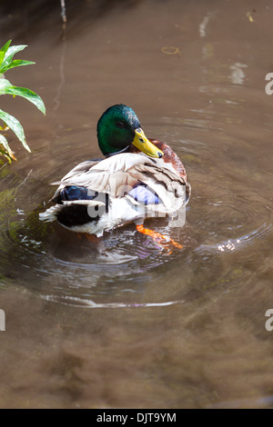 Stockente, putzen sich im Stream. Salisbury wilts UK Stockfoto