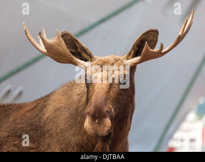 Elch, Kristiansand, Sørlandet Region, Norwegen Stockfoto