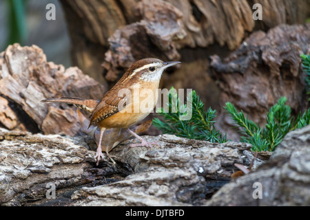 Carolina Wren, Thryothorus ludovicianus, im Herbst in McLeansville, North Carolina. Stockfoto