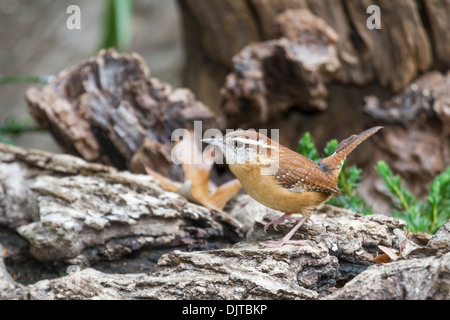 Carolina Wren, Thryothorus ludovicianus, im Herbst in McLeansville, North Carolina. Stockfoto