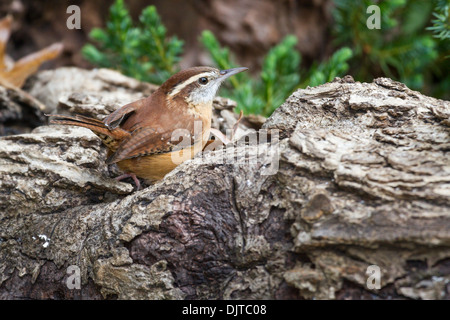 Carolina Wren, Thryothorus ludovicianus, im Herbst in McLeansville, North Carolina. Stockfoto