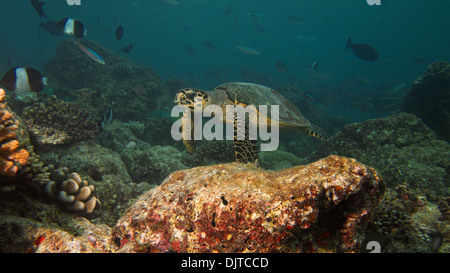 Hawksbill Schildkröten gleitet über die Koralle Stockfoto