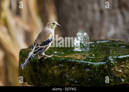 American Goldfinch, Carduelis tristis am Wasserbrunnen in Gary Carters Hinterhof Wildlife Habitat in McLeansville, North Carolina. Stockfoto