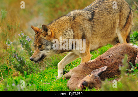 Lobo Ibérico de Bosque mediterráneo Stockfoto