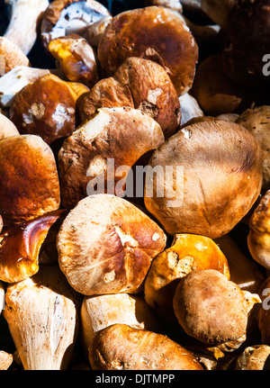 Boletus Edulis (Steinpilz oder Cep) Pilze zum Verkauf auf Markt Mercato di Rialto, Venedig, Italien. Stockfoto