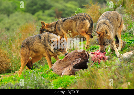 Lobo Ibérico de Bosque mediterráneo Stockfoto