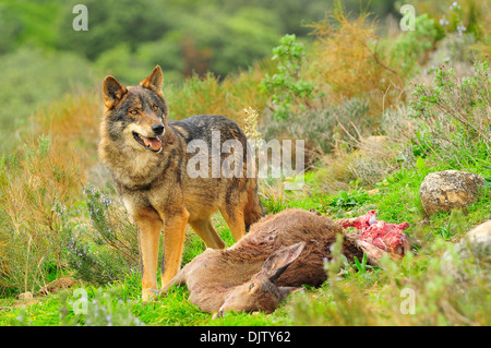 Lobo Ibérico de Bosque mediterráneo Stockfoto