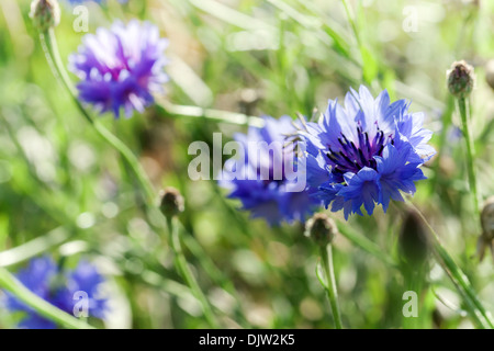 Centaurea Cyanus. Blaue Blumen wachsen auf Sommerwiese Stockfoto