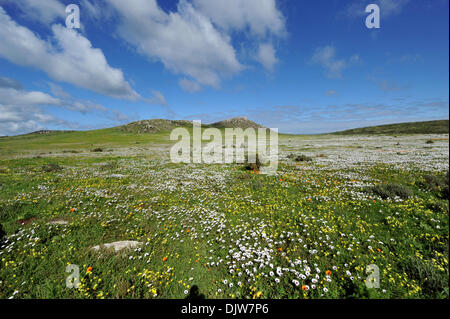 von Cape Town, Südafrika. 10. August 2012. Frühling im West Coast National Park in der Nähe von Cape Town, South Africa, 10. August 2012. Foto: Ralf Hirschberger/Dpa/Alamy Live News Stockfoto