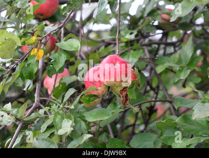 Äpfel wiegen auf dem Baum Stockfoto