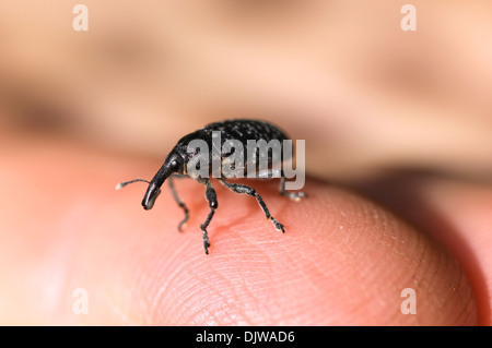 Kleiner Elefant Käfer Stockfoto