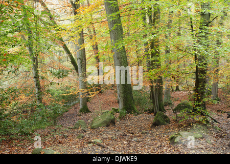 Gemischte Laubwald im Sneaton Wald zeigt den Beginn der herbstlichen Farben in den North York Moors National Park. Stockfoto