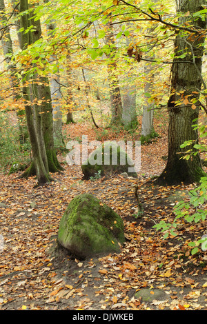 Gemischte Laubwald im Sneaton Wald zeigt den Beginn der herbstlichen Farben in den North York Moors National Park. Stockfoto