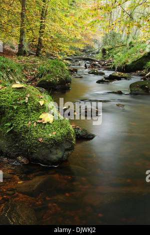 Kann Beck fließt durch gemischte Laubwald im Sneaton Wald zeigt den Beginn der herbstlichen Farben Stockfoto