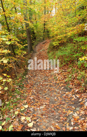 Ein Wanderweg durch gemischte Laubwald im Sneaton Wald zeigt den Beginn der herbstlichen Farben Stockfoto