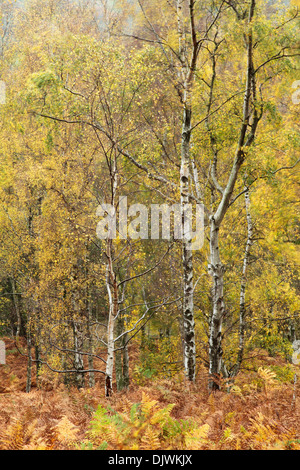 Silber-Birken, lateinischen Namen Betula Pendel, zeigen die ersten Farben des Herbstes mit einem Waldboden fallenden bracken Stockfoto