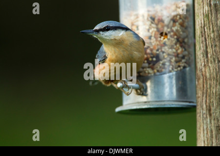 Europäische Kleiber (Sitta Europaea) thront auf einem Garten Samen feeder Stockfoto