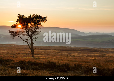 Sonnenuntergang gesehen durch die Zweige der Scots Kiefer auf Commondale Moor in den North York Moors National Park Stockfoto