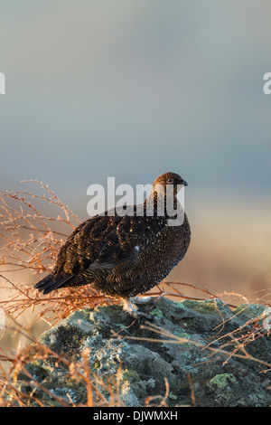 Männliche Moorschneehuhn (Lagopus Lagopus Scoticus) Stockfoto